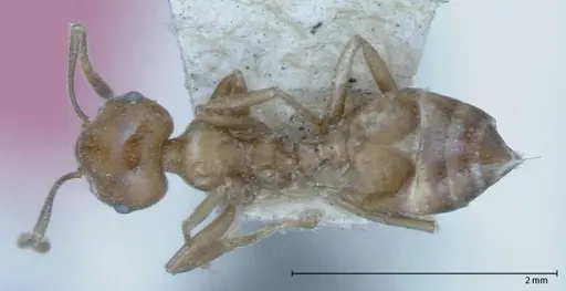 Crematogaster daisyi - FOCOL0062-2
