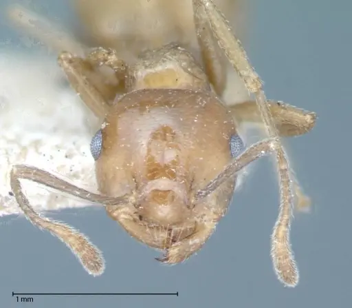 Crematogaster daisyi - FOCOL0062-2