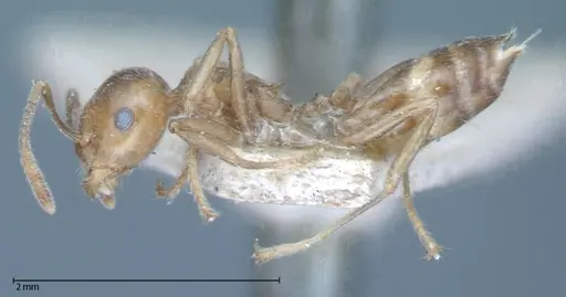 Crematogaster daisyi - FOCOL0062-2