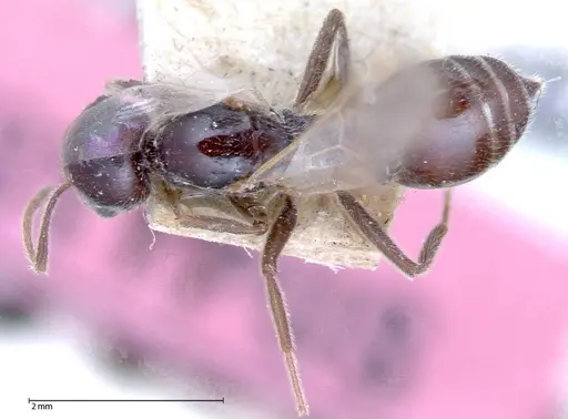 Crematogaster daisyi - FOCOL0062-3