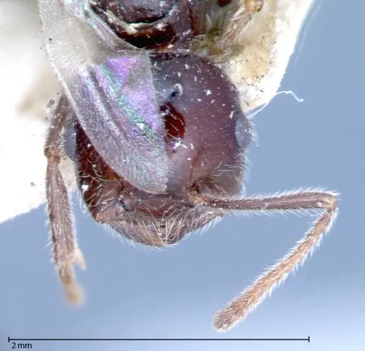 Crematogaster daisyi - FOCOL0062-3