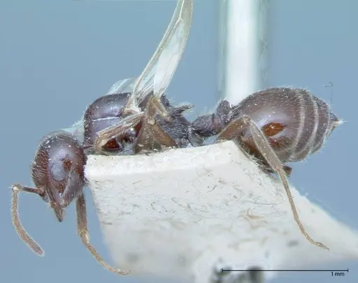 Crematogaster daisyi - FOCOL0062-3