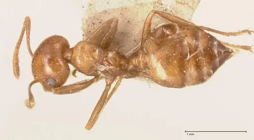 Crematogaster daisyi - FOCOL0704