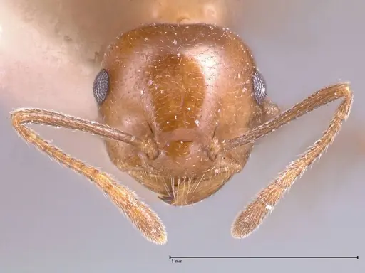 Crematogaster daisyi - FOCOL0704
