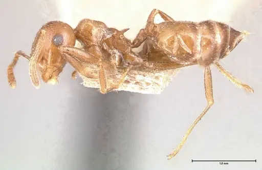 Crematogaster daisyi - FOCOL0704