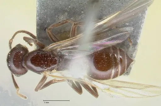 Crematogaster daisyi - FOCOL1538