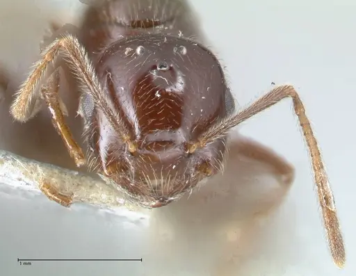Crematogaster daisyi - FOCOL1538