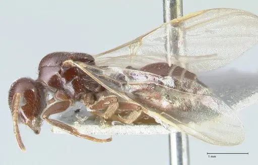 Crematogaster daisyi - FOCOL1538