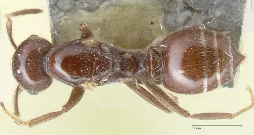 Crematogaster daisyi - FOCOL1539