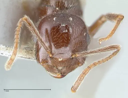 Crematogaster daisyi - FOCOL1539