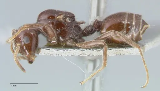 Crematogaster daisyi - FOCOL1539