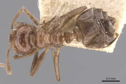 Crematogaster dalyi specimen