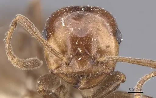Crematogaster dalyi specimen