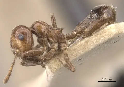 Crematogaster dalyi specimen