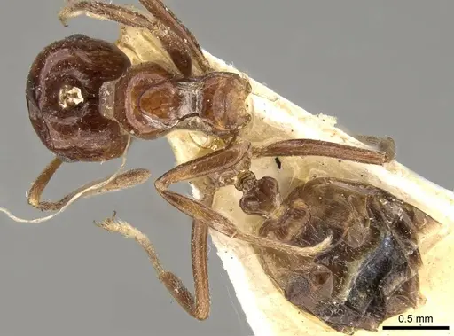 Crematogaster dalyi - CASENT0914301