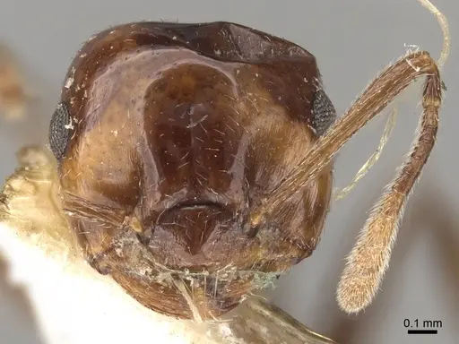 Crematogaster dalyi - CASENT0914301