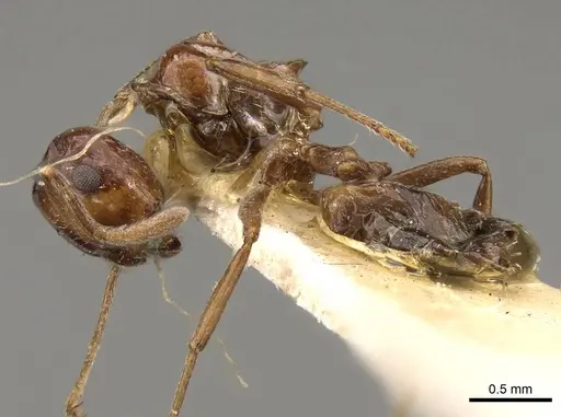 Crematogaster dalyi - CASENT0914301