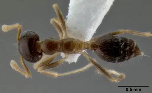 Crematogaster decamera specimen