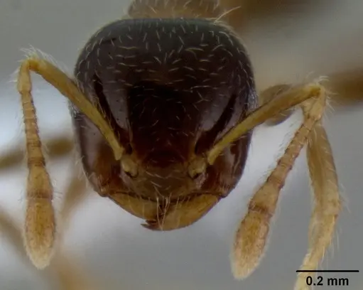 Crematogaster decamera specimen