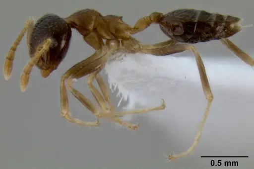 Crematogaster decamera specimen