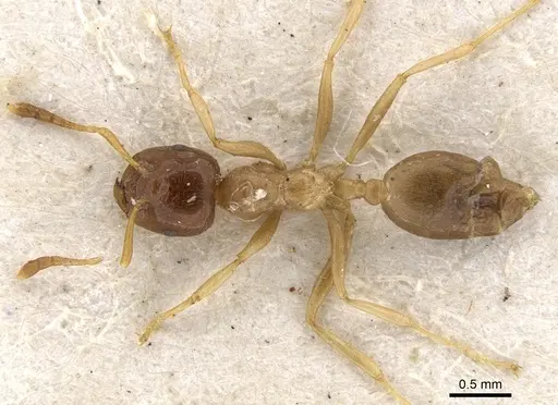 Crematogaster decamera - CASENT0902110