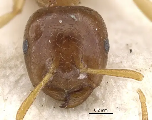 Crematogaster decamera - CASENT0902110