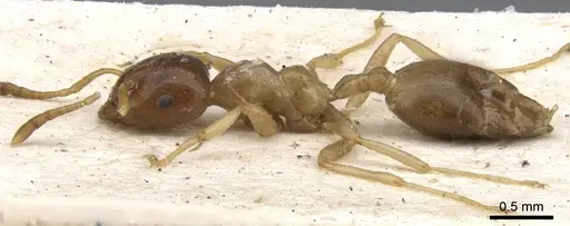 Crematogaster decamera - CASENT0902110