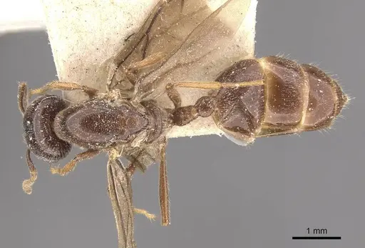 Crematogaster decamera - CASENT0908461
