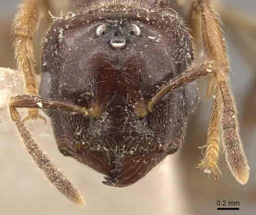 Crematogaster decamera - CASENT0908461