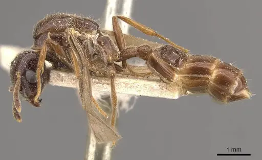 Crematogaster decamera - CASENT0908461