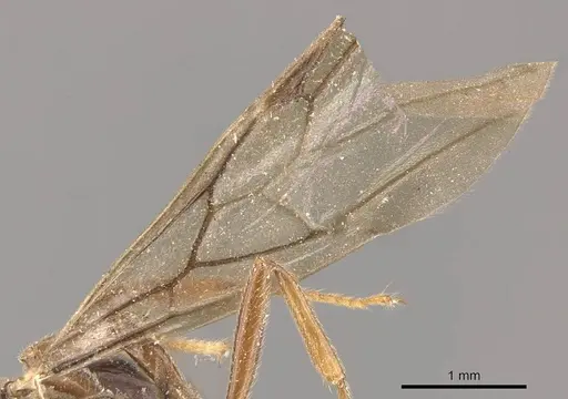 Crematogaster decamera - CASENT0908461