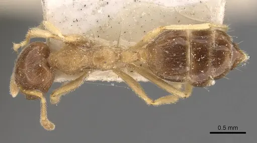 Crematogaster decamera - CASENT0908462