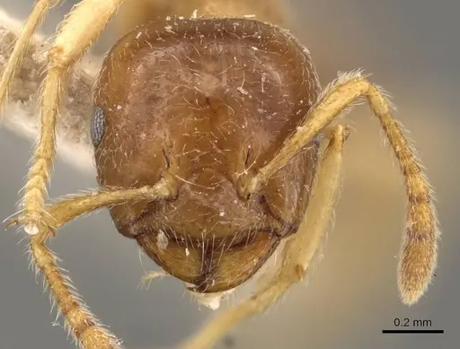 Crematogaster decamera - CASENT0908462