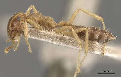 Crematogaster decamera - CASENT0908462