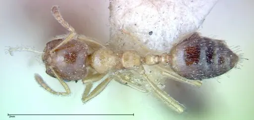 Crematogaster decamera - FOCOL0271-1