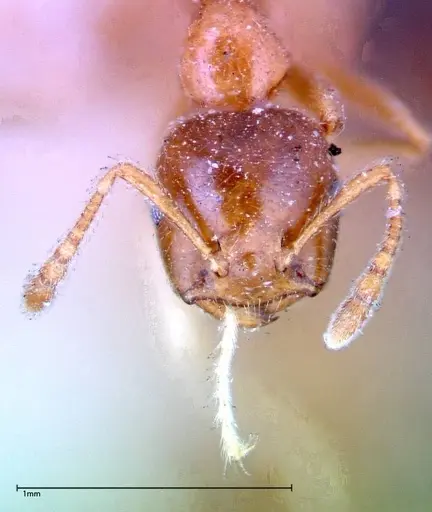 Crematogaster decamera - FOCOL0271-1