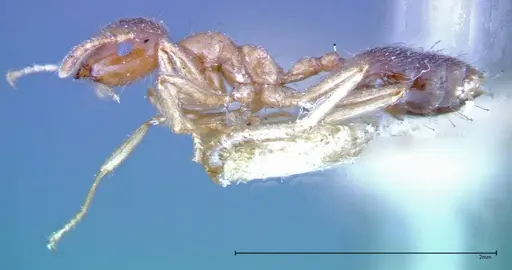 Crematogaster decamera - FOCOL0271-1