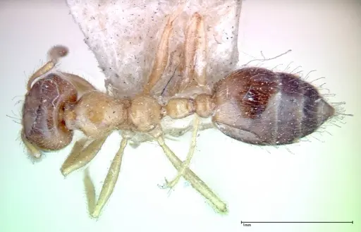 Crematogaster decamera - FOCOL0271-2