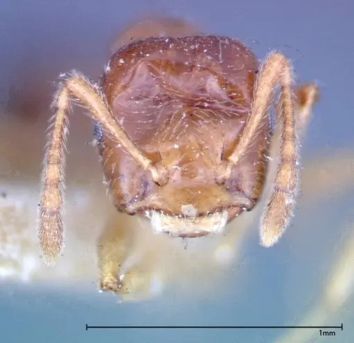 Crematogaster decamera - FOCOL0271-2