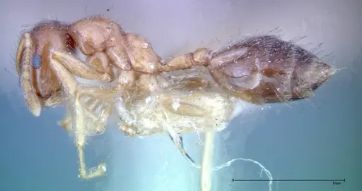 Crematogaster decamera - FOCOL0271-2