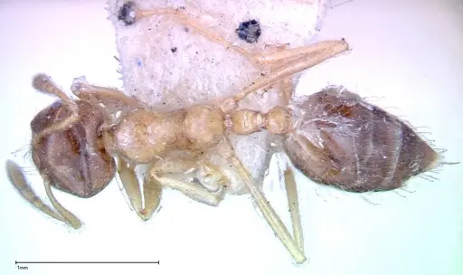 Crematogaster decamera - FOCOL0271-3