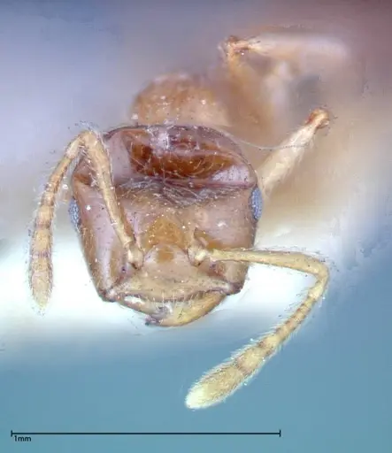 Crematogaster decamera - FOCOL0271-3