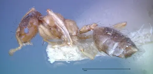 Crematogaster decamera - FOCOL0271-3