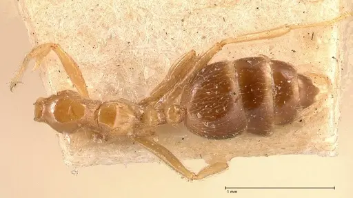 Crematogaster decamera - FOCOL0700-1