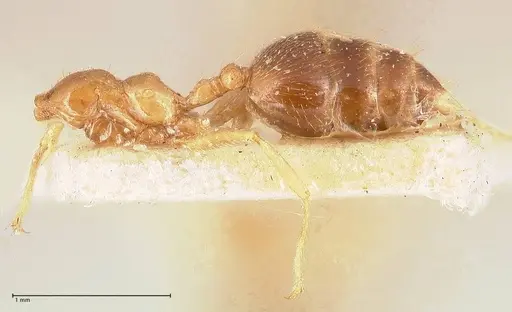 Crematogaster decamera - FOCOL0700-1