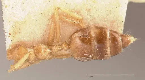 Crematogaster decamera - FOCOL0700-2