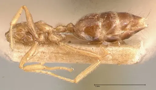 Crematogaster decamera - FOCOL0700-2