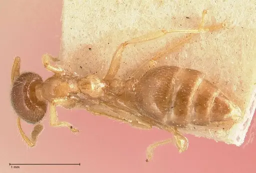 Crematogaster decamera - FOCOL0700-3