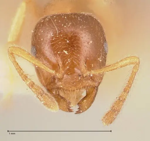 Crematogaster decamera - FOCOL0700-3