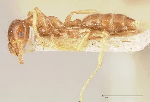 Crematogaster decamera - FOCOL0700-3